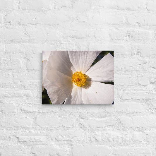 White Prickly Poppy Canvas 12x16